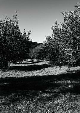 Olive Grove Pathway