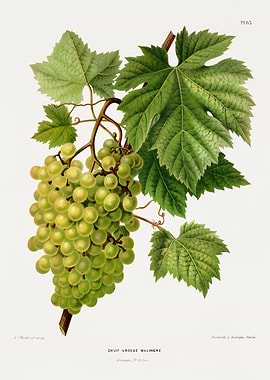 Vintage Illustration of Green Grapes