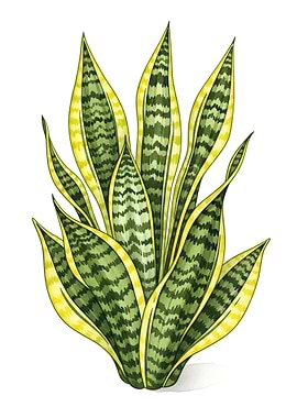 Snake Plant Illustration