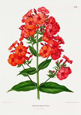Red Phlox Flowers Botanical Illustration