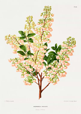 Andromeda Speciosa Botanical Illustration
