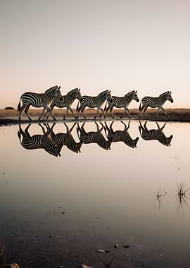 Zebras reflected in water at sunset