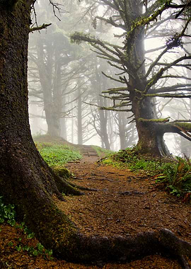 Misty Forest Path with Mossy Trees