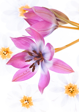 Pink and White Tulips with Daffodils