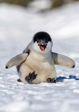 Cute Penguin Chick Yelling in Snow