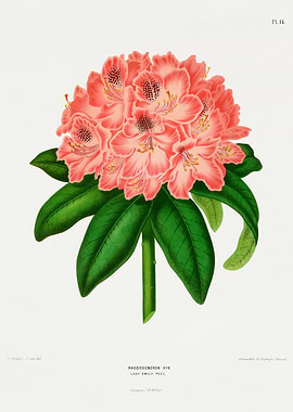 Rhododendron Lady Emily Peel Botanical Illustration