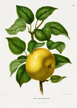 Vintage Apple Illustration