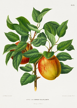 Appel var Cornish Gilliflower Apple Branch