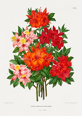 Vintage Azalea Flower Botanical Illustration