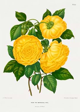 Yellow Roses Botanical Illustration
