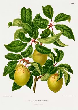Plum Van Coe's Goldendrop Botanical Illustration