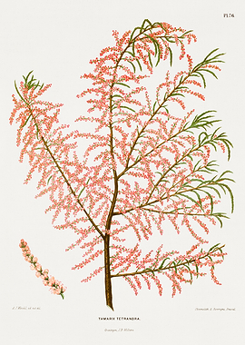 Tamarix Tetrandra Botanical Illustration