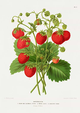 Vintage Strawberry Illustration