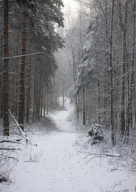 Snowy Forest Path