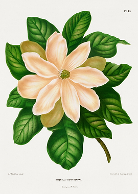 Magnolia Thompsoniana Botanical Illustration