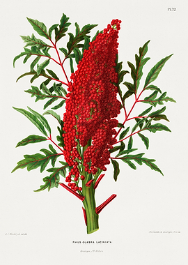 Rhus Glabra Laciniata Botanical Illustration