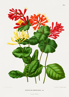 Vintage Honeysuckle Botanical Illustration