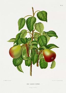 Pear Osband's Summer Botanical Illustration