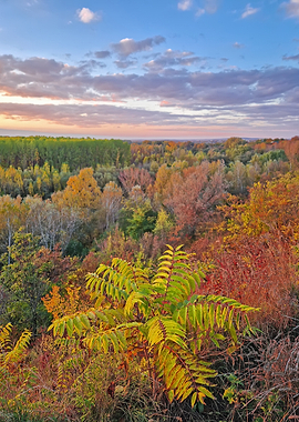 Autumn Forest Landscape at Sunset
