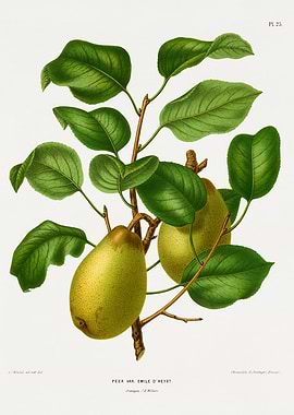 Pear var. Emile d'Heyst botanical illustration