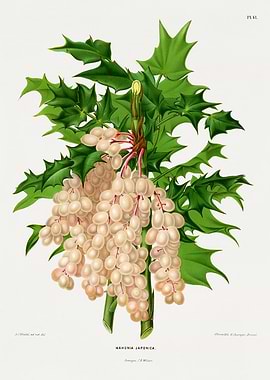 Mahonia Japonica Botanical Illustration