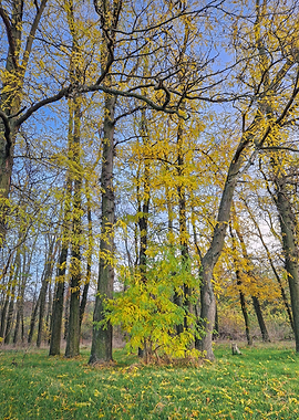Autumn Forest with Yellow Leaves