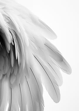 Close-up of White Feathers