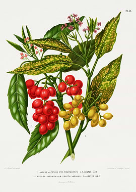 Aucuba Japonica botanical illustration