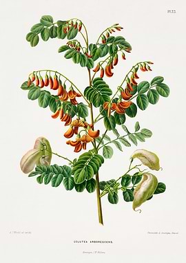 Colutea Arborescens Botanical Illustration