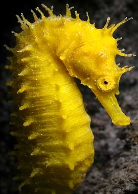 Yellow Seahorse Underwater Photography by Mitxel Gonzalez