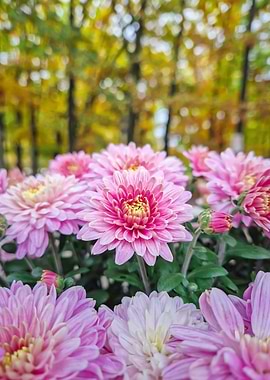 Pink Chrysanthemums in Autumn