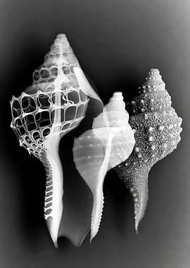 X-ray of Three Seashells