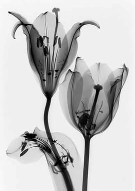 X-ray of Two Lilies