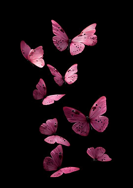 Pink Butterflies on Black Background