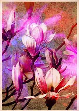 Pink Magnolia Blossoms with Artistic Overlay