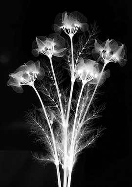 X-ray of Dill Flowers