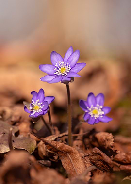 Purple Spring Flowers in Fallen Leaves