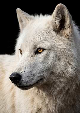 Close-up of an Arctic Wolf
