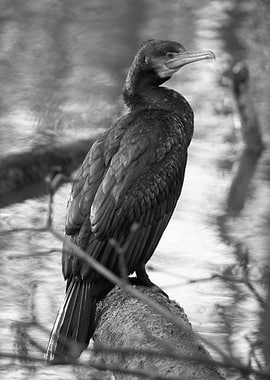 Cormorant perched on a log