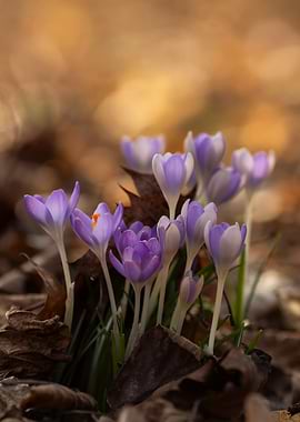 Purple Crocus Flowers in Spring