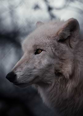 Close-up of a white wolf's face