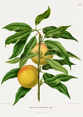 Peach Tree Branch with Fruit