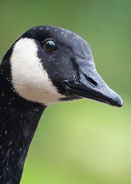 Close-up of a Canada Goose head
