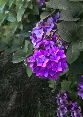 Vibrant Purple Hydrangea Blooms