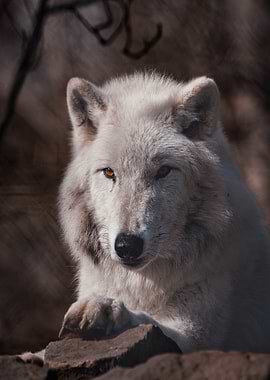 Close-up of a white wolf