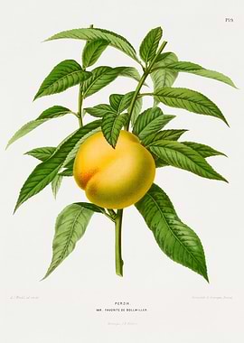 Peach on a Branch Botanical Illustration