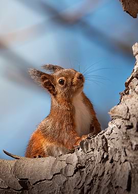 Red Squirrel on a Tree Branch