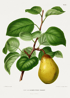 Pear Branch with Fruit and Leaves