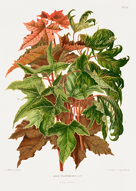 Botanical Illustration of Acer Platanoides Var.
