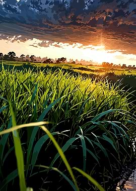 Sunset over a grassy field